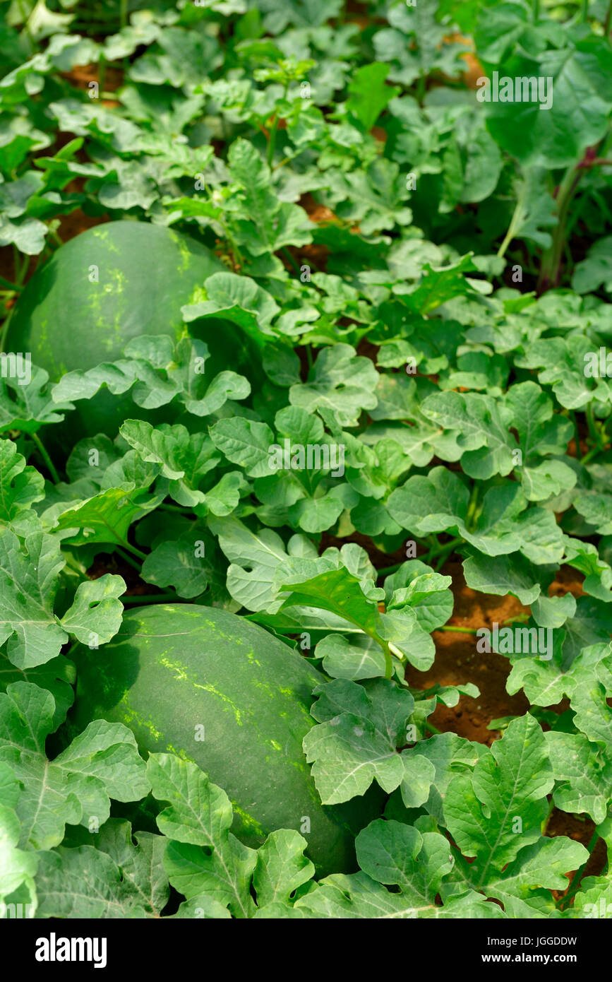 Watermelons (Citrullus lanatus) growing commercially Stock Photo Alamy