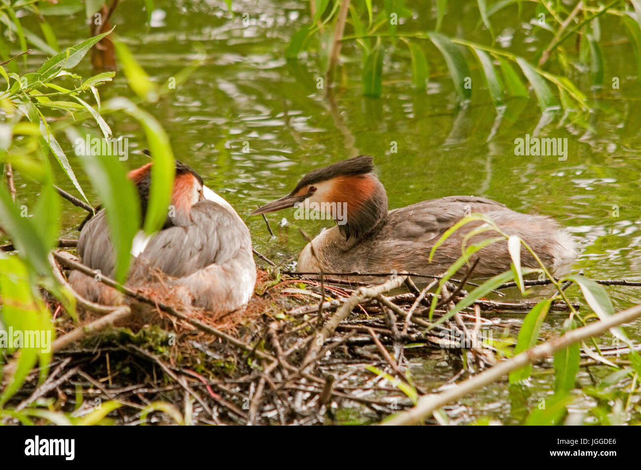 Great Crested Grebe Nest Stock Photo