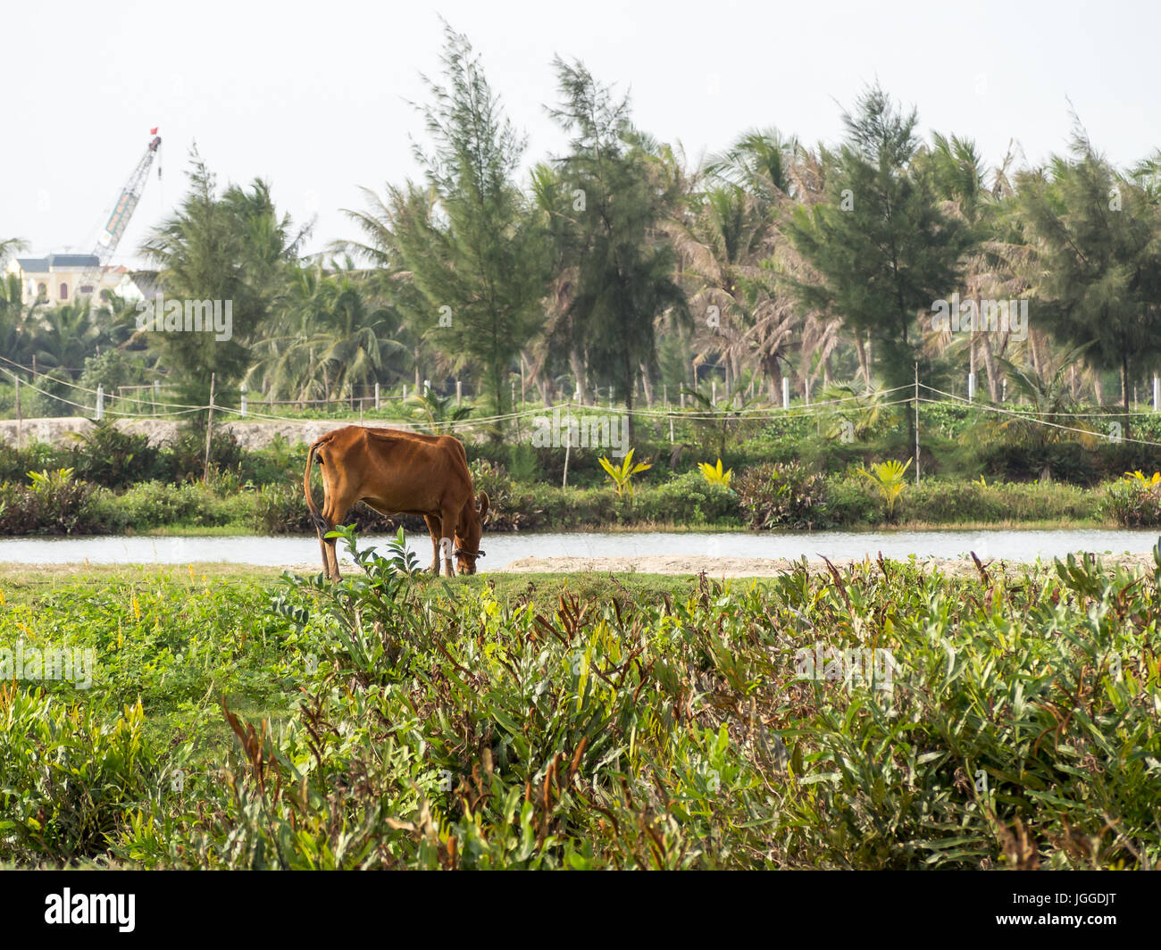 Cow, Water buffalo and a farmer at a rice field in Vietnam Stock Photo