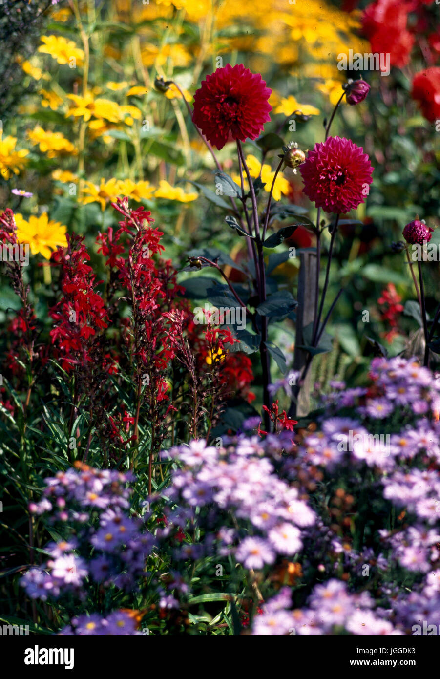 Closeup of flowers in summer border. Stock Photo