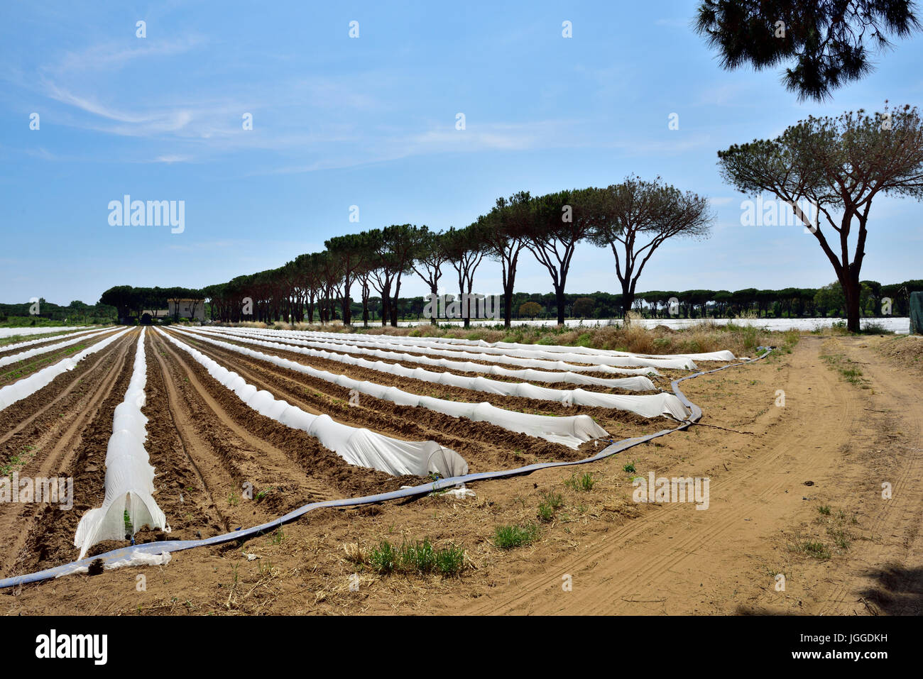 Commercial agricultural field with horticultural polythene fleece film cloches to conserve water and protect new young plants Stock Photo