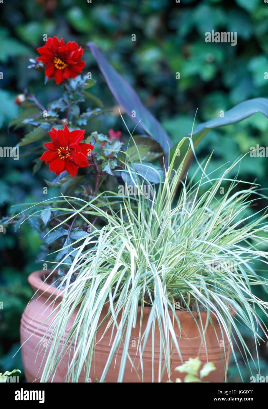 Grasses in terracotta pot with red dahlia Stock Photo