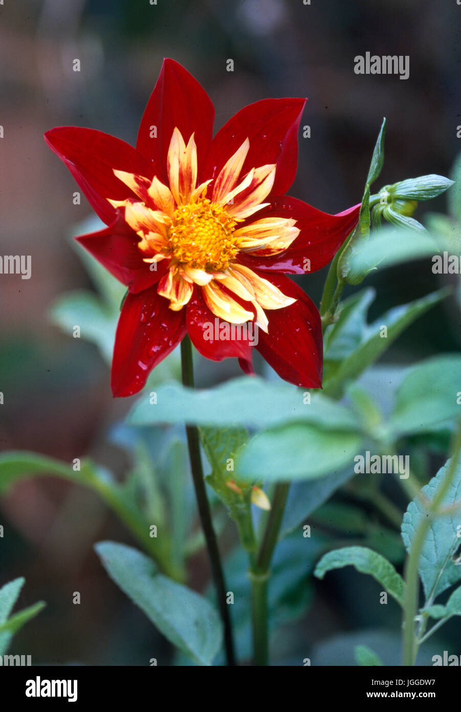 Closeup of a red dahlia in border Stock Photo