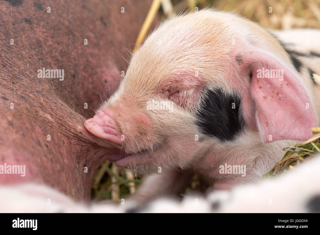 Oxford Sandy and Black piglet suckling nipple. Four day old domestic pigs outdoors, with black spots on pink skin Stock Photo