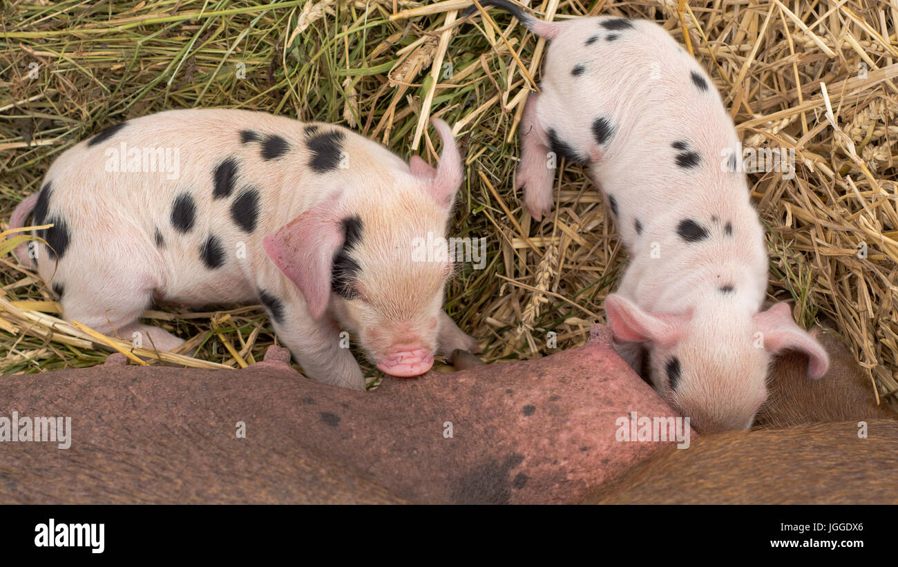 Oxford Sandy and Black piglets suckling from above. Four day old domestic pigs outdoors, with black spots on pink skin Stock Photo