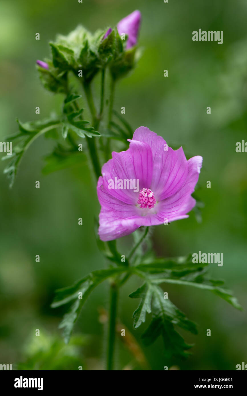 Musk mallow (Malva moschata) plant in flower. Pink flowers on plant in the family Malvaceae, showing deeply cut leaves Stock Photo