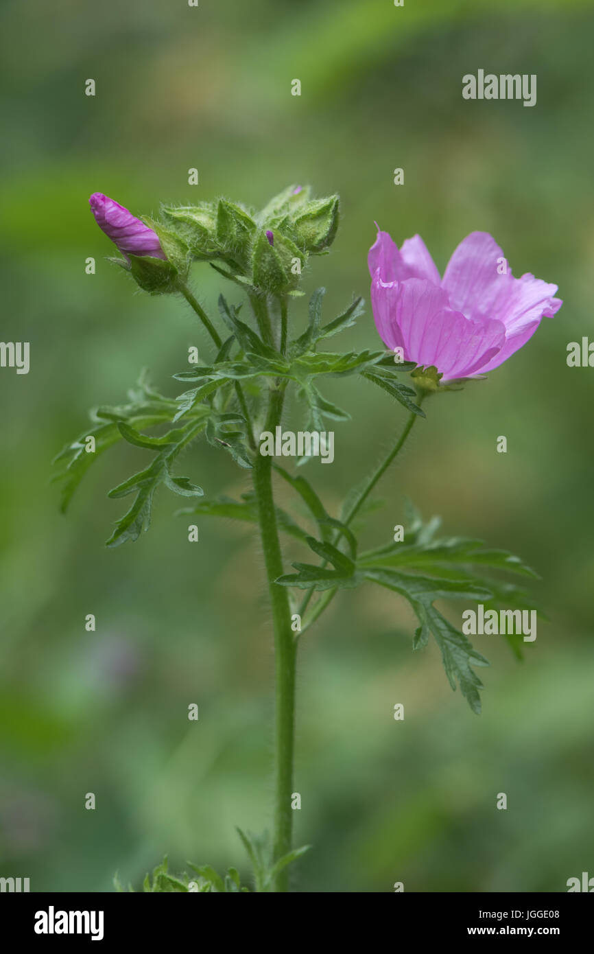 Musk mallow (Malva moschata) plant in flower. Pink flowers on plant in the family Malvaceae, showing deeply cut leaves Stock Photo