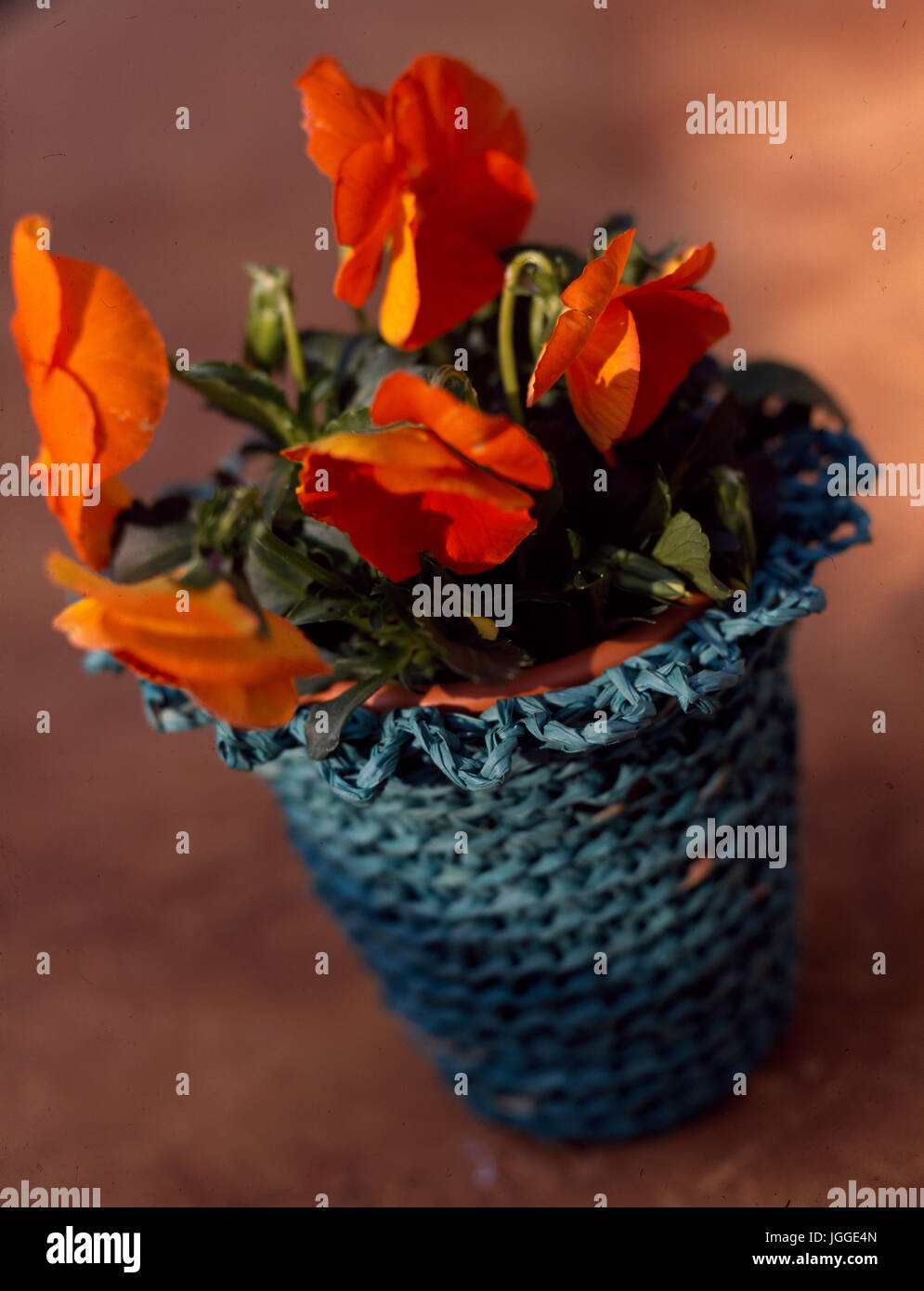 Closeup of orange plant in crochet holder Stock Photo