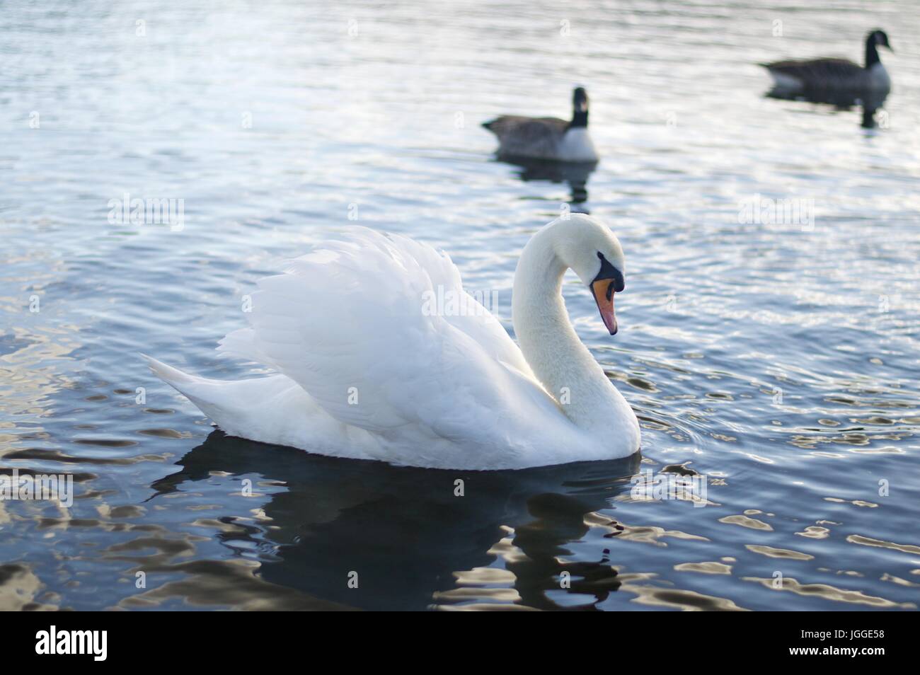 Mute Swan on the Serpentine, Hyde Park Stock Photo