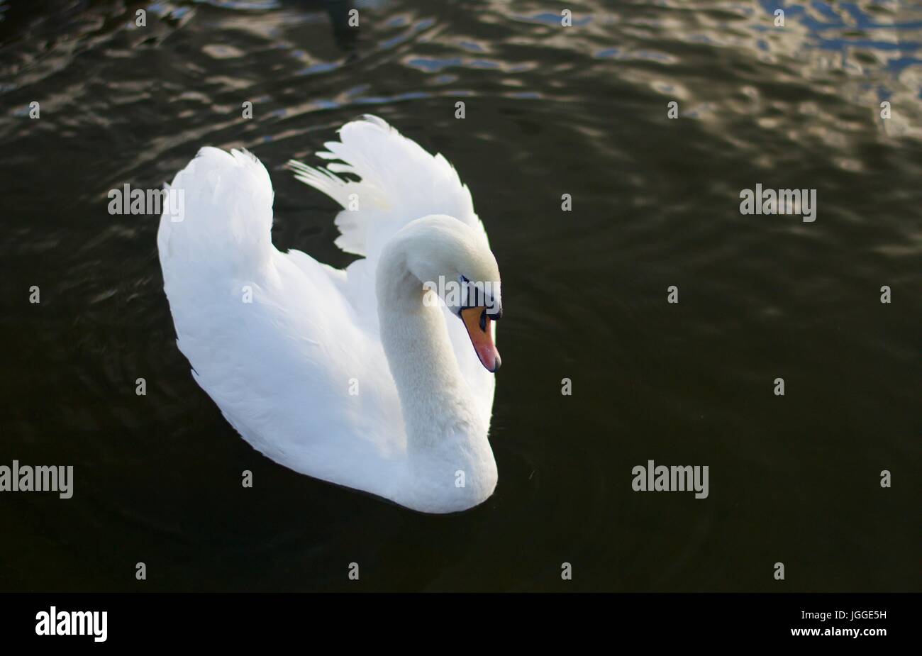 Mute Swan on the Serpentine, Hyde Park Stock Photo