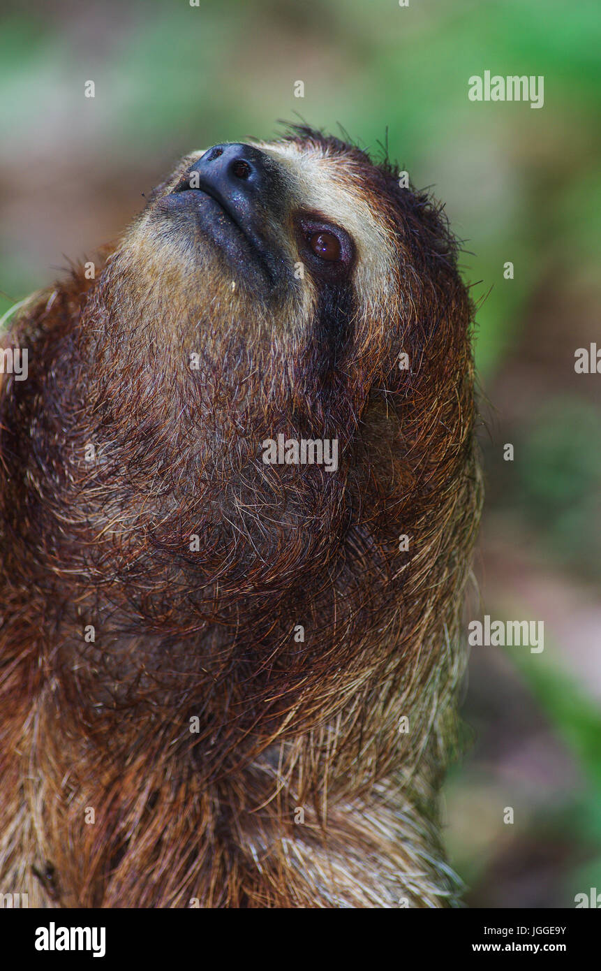 three-toed sloth face close up wildlife image taken in Panama Stock Photo