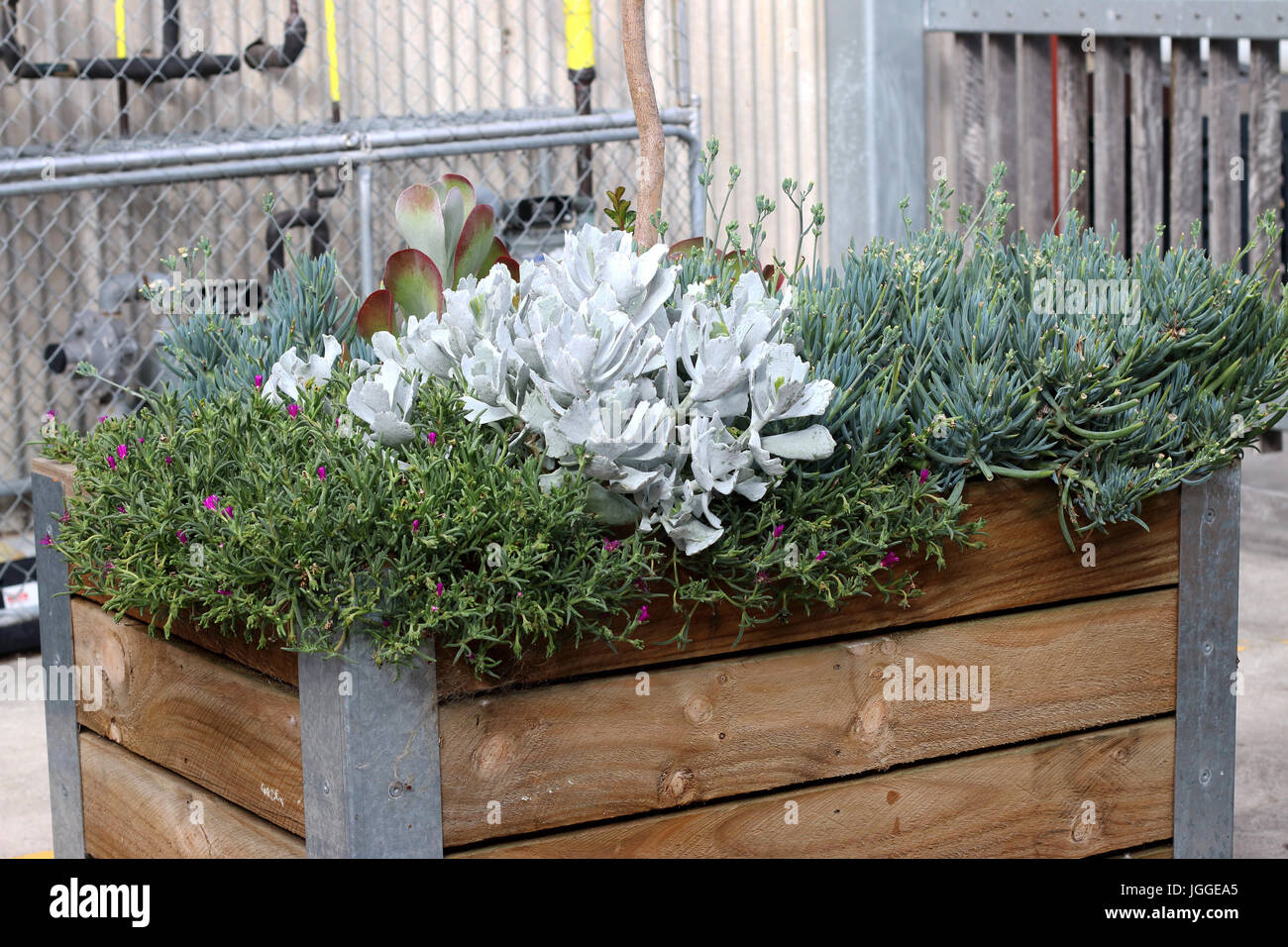 Desert plants Succulents - Flap Jacks, Ice plant, Blue Chalk sticks growing in garden raised bed Stock Photo