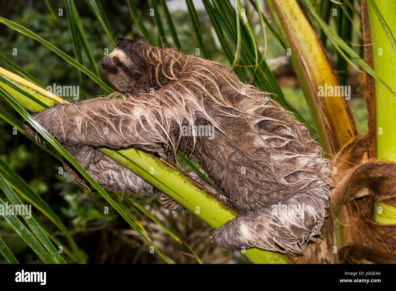 Wet three-toed sloth wildlife image taken in Panama Stock Photo