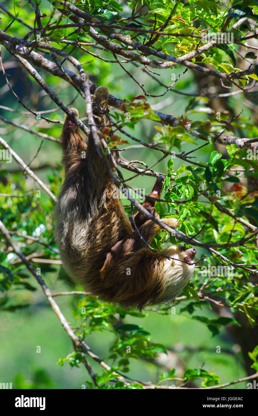 Hoffmann's two-toed sloth in a tree feeding wildlife image taken in Panama Stock Photo