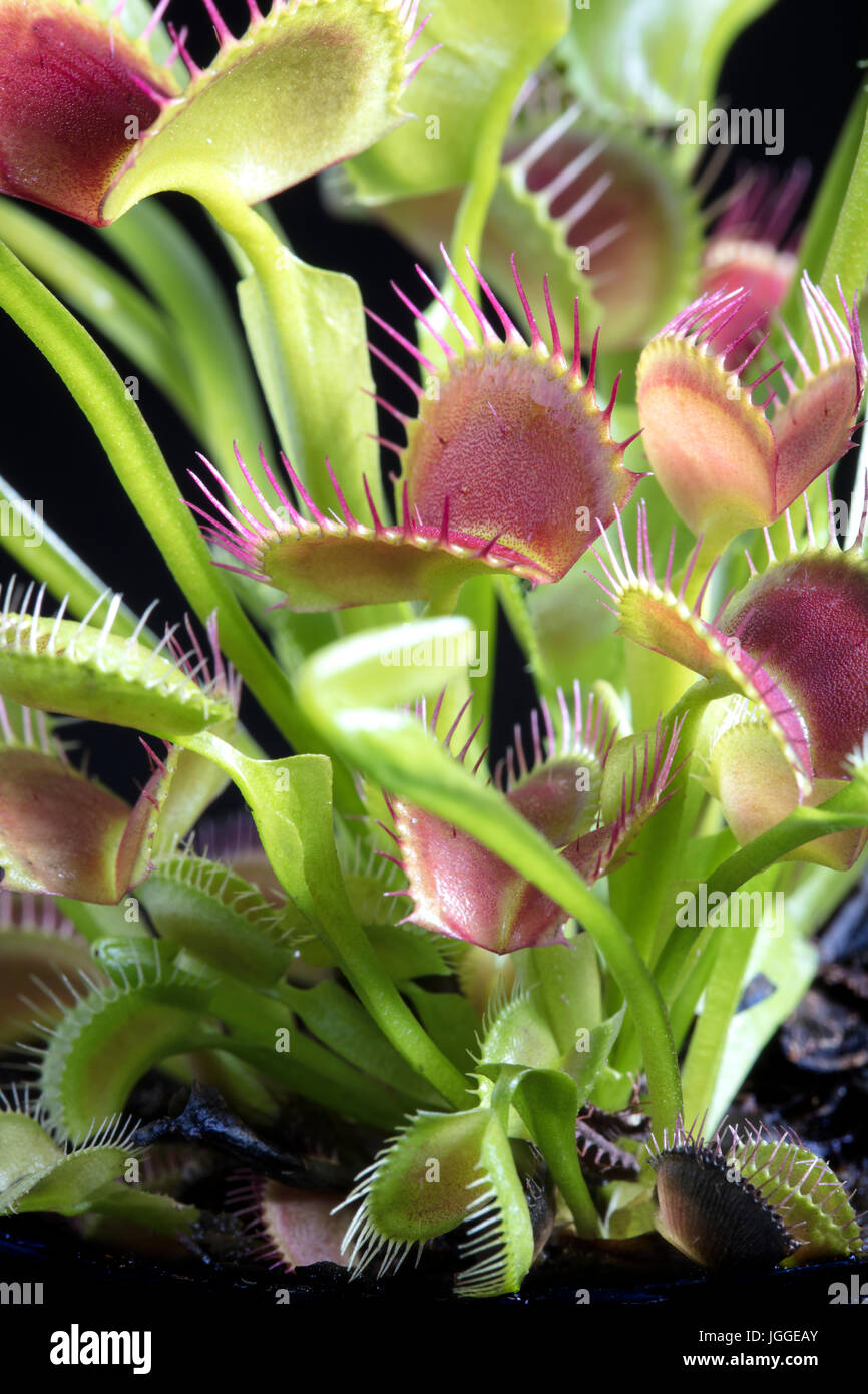 Tropical and colorful venus fly trap with leave open and closed, carnivorous plant Stock Photo