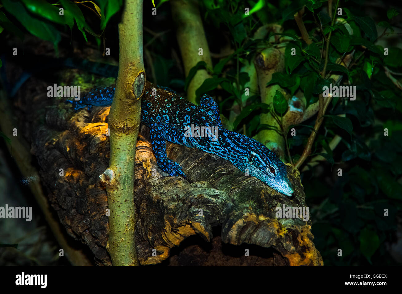 Blue tree monitor reptile image Stock Photo Alamy