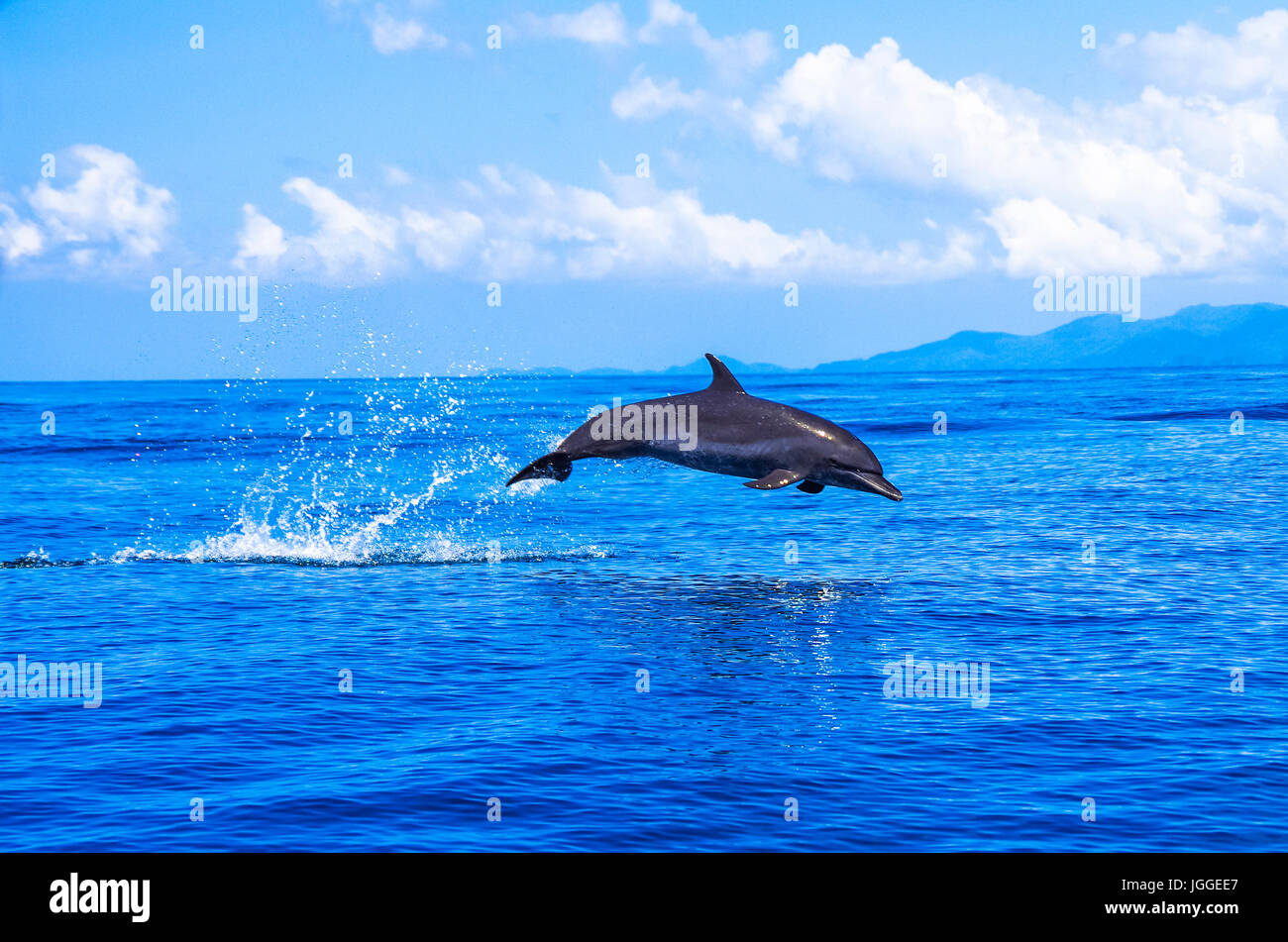 Dolphin jumping out of the water image taken in the Pacific ocean close to Coiba island in Panama Stock Photo