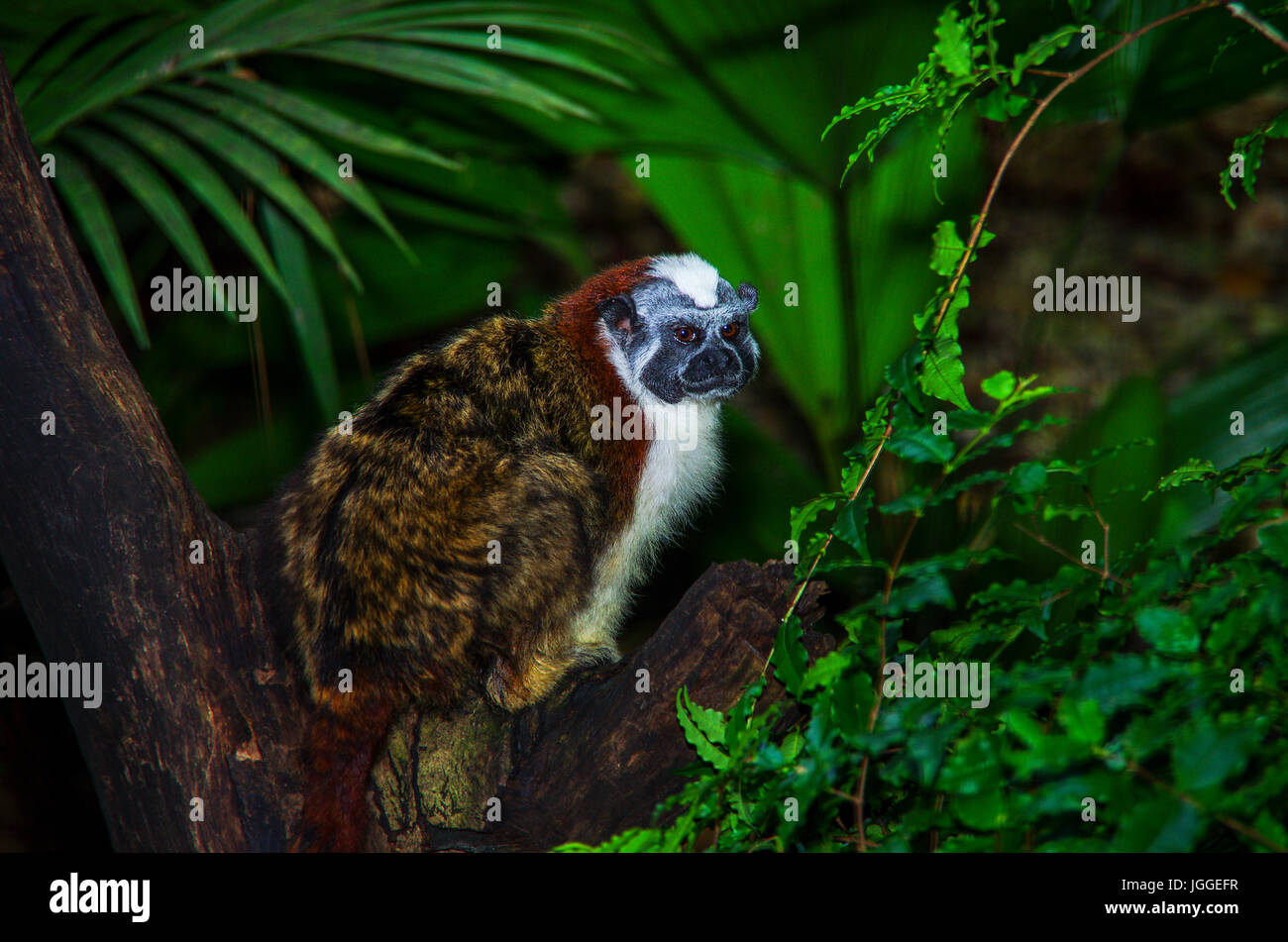 Geoffroy's tamarin image in front of dark rain forest vegetation image taken in Panama Stock Photo