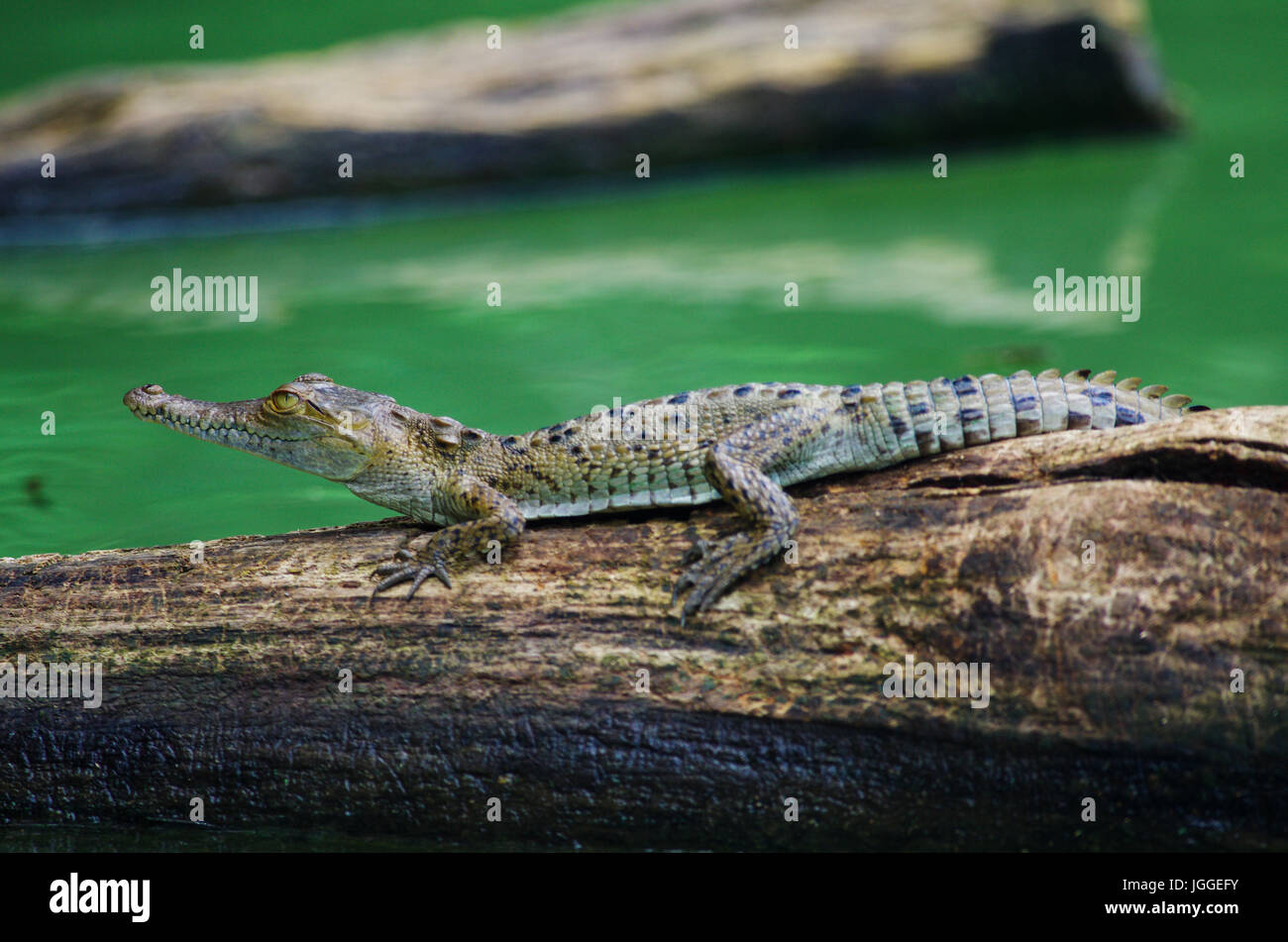 Baby crocodile on a tree strunk in a lake wildlife image taken in Panama Stock Photo