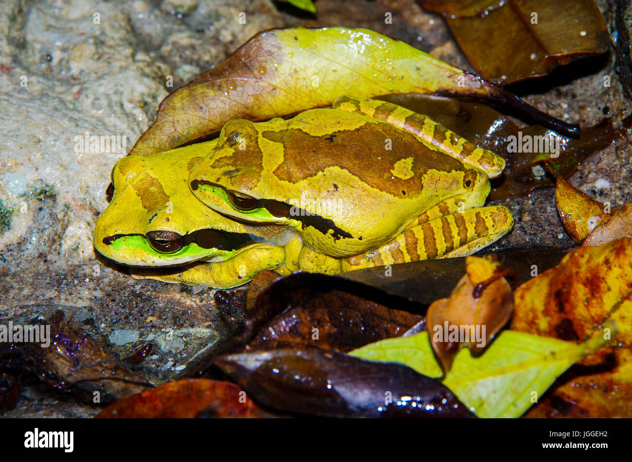 Masked Tree Frogs maiting image taken in Panama Stock Photo