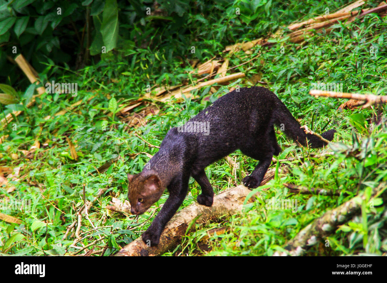 Jaguarundi rare wild cat wildlife image taken in Panama Stock Photo - Alamy, image size:1300x951
