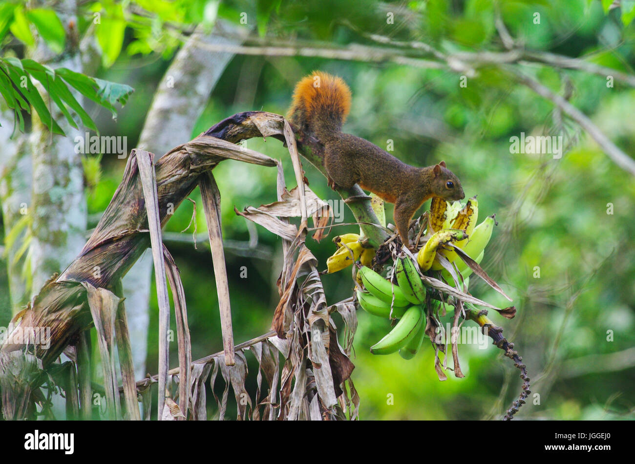 Red tailed squirrel eating bananas Stock Photo