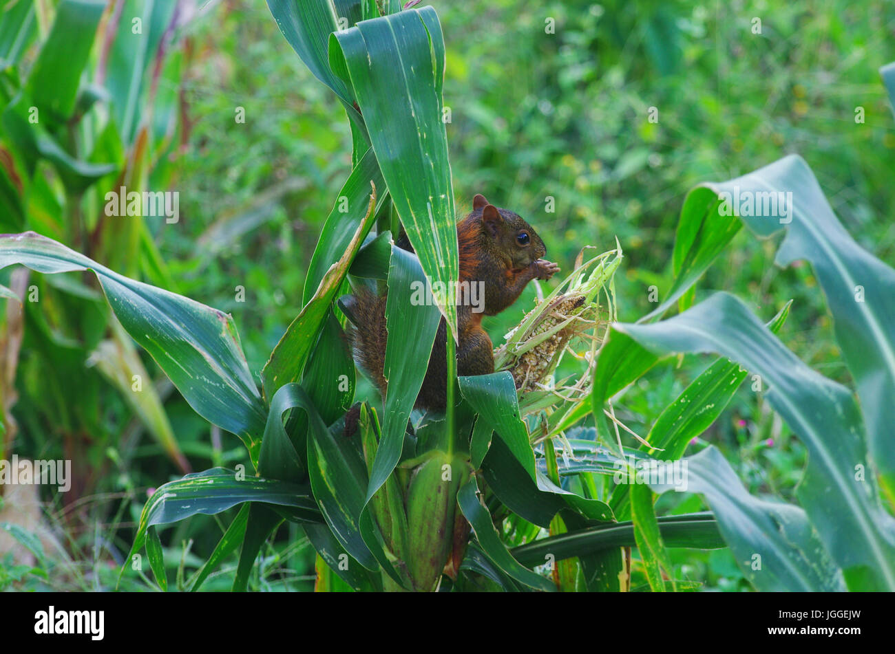 Red tailed squirrel eating a farmers corn Stock Photo