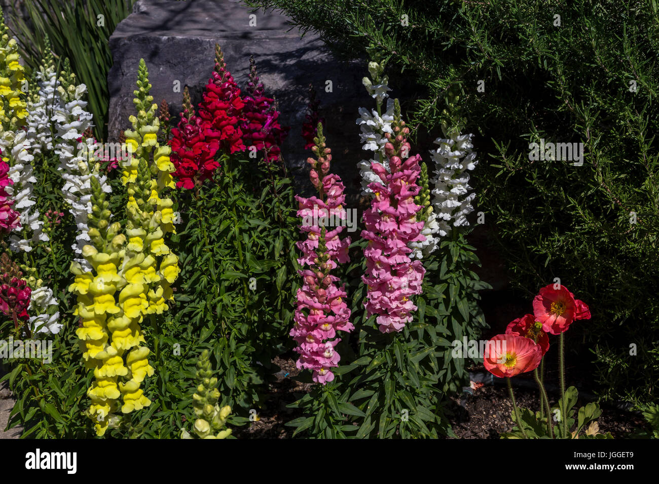 Delphinium, flowers in bloom, Heitz Wine Cellars, Saint Helena, Napa Valley, Napa County, California, United States Stock Photo