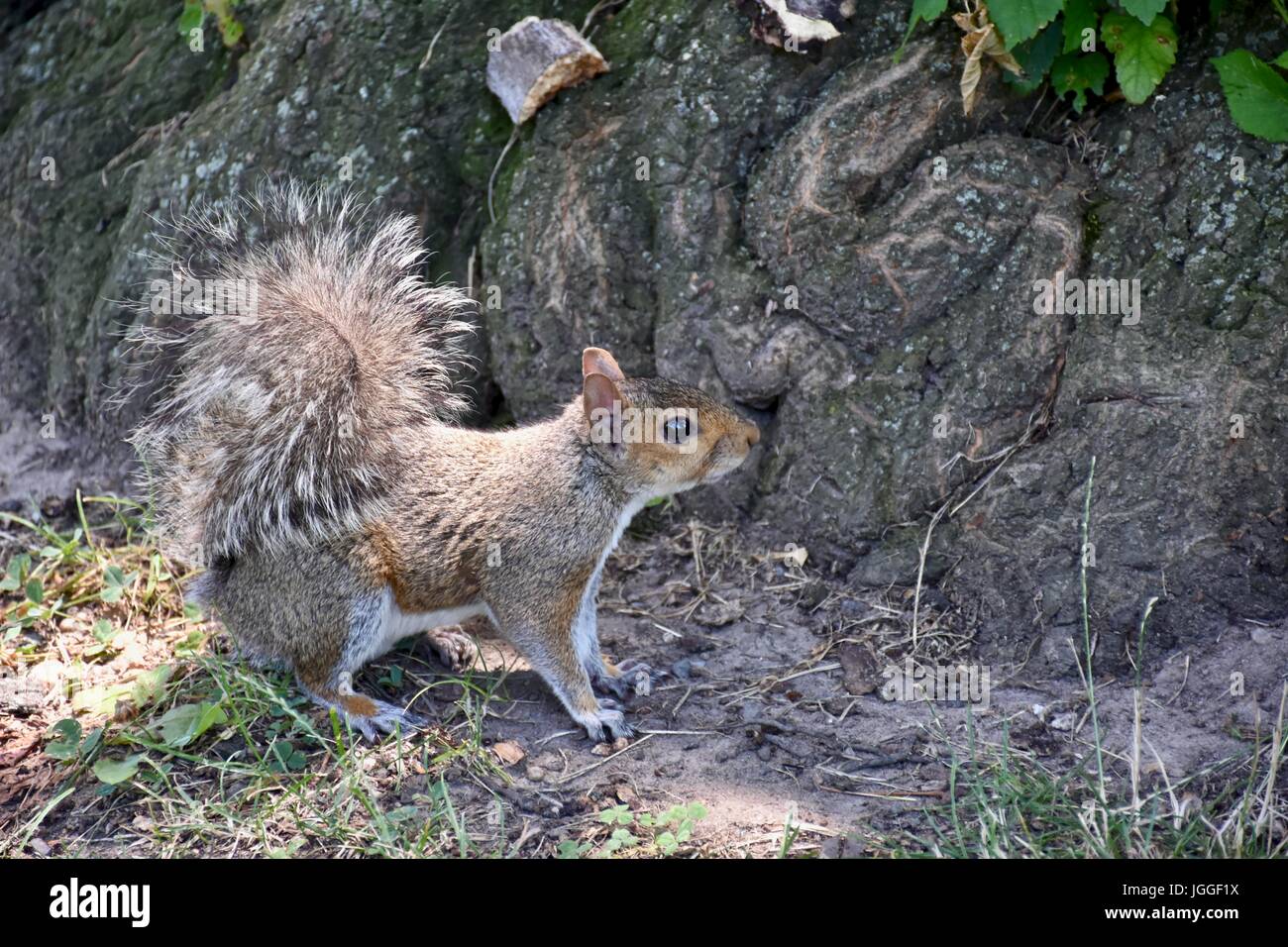 Squirrel (Sciuridae) Stock Photo