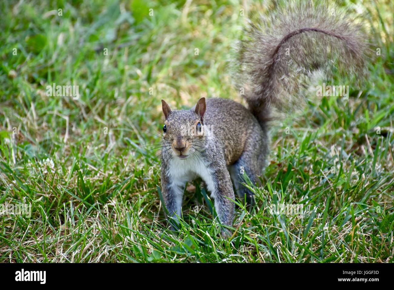 Squirrel (Sciuridae) Stock Photo