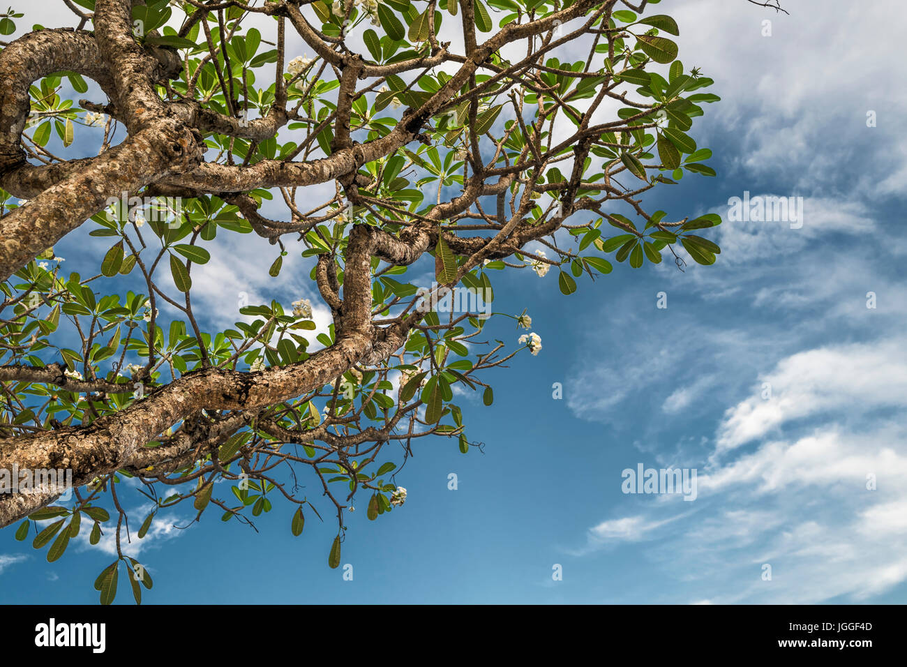 Frangipani Tree Flower Stock Photos & Frangipani Tree Flower Stock