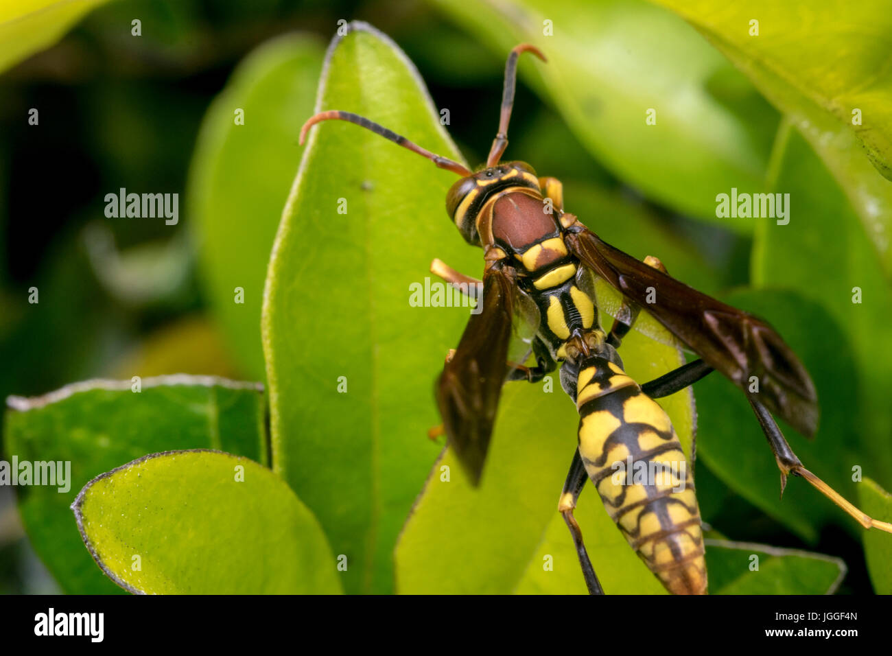 Black and yellow striped bee hires stock photography and images Alamy