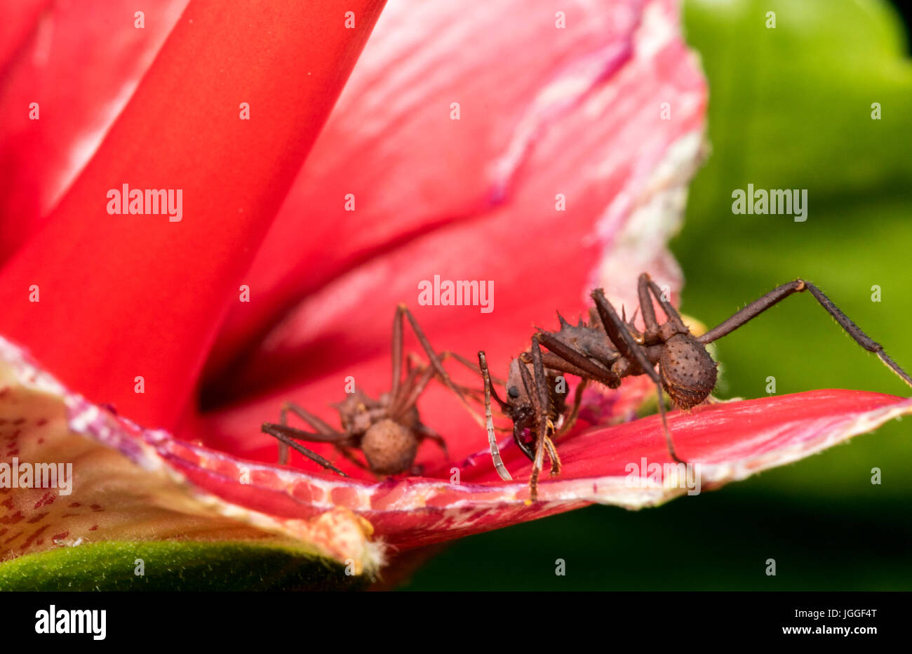 Ants Eating Stock Photos & Ants Eating Stock Images Alamy