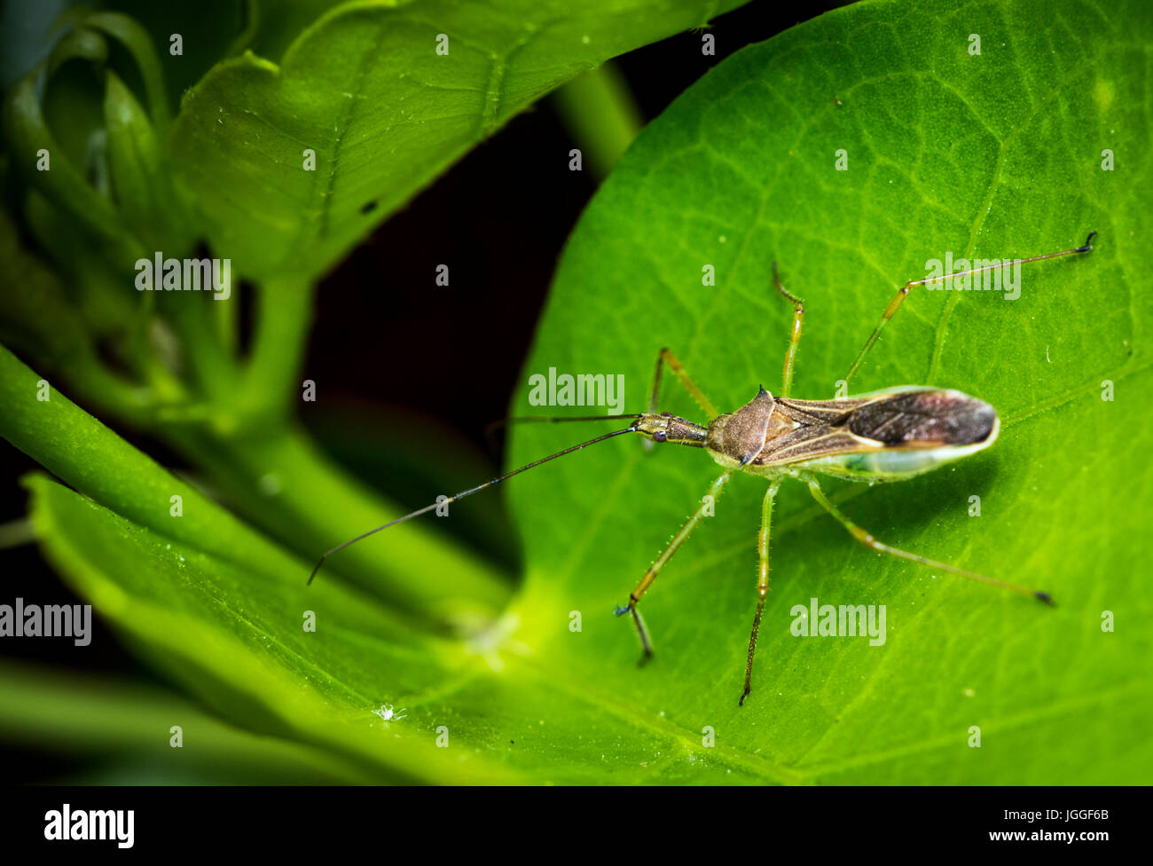 Alydidae insect on a plant leaf Stock Photo