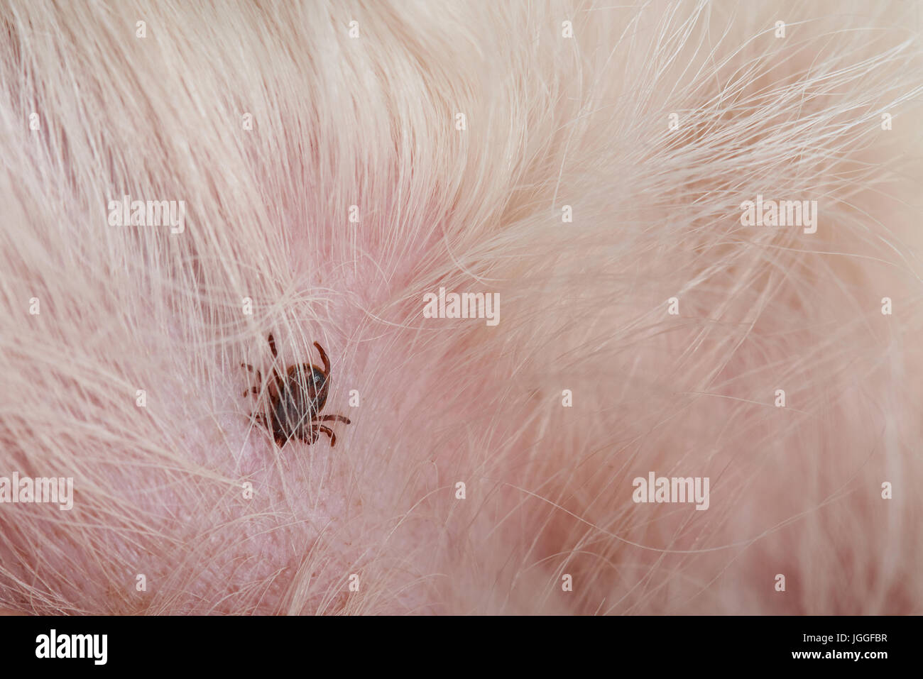 Dog tick insect close-up sitting on skin under fur Stock Photo