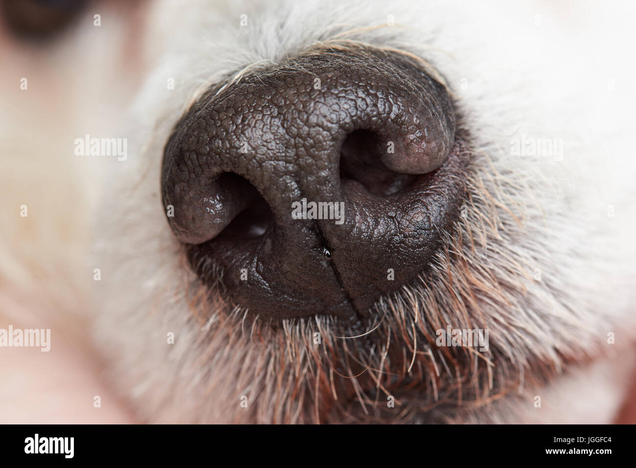 Macro of wet dog poodle nose. Healthy black dog nose Stock Photo