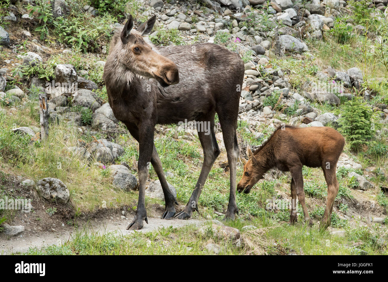 Moose cow with calf, Spring, Denali National Park, Alaska Stock Photo
