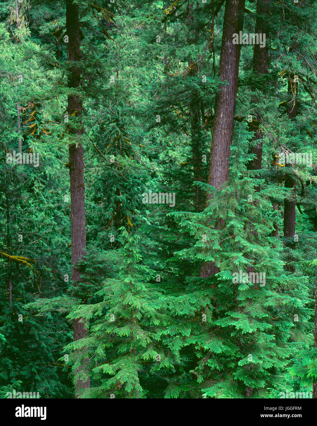 USA, Oregon, Willamette National Forest, Middle Santiam Wilderness, Old-growth forest with large Douglas fir and western hemlock trees. Stock Photo