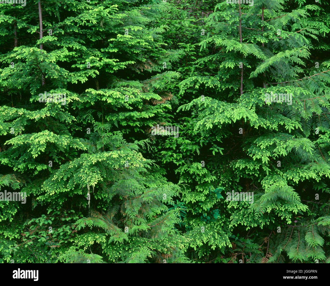 USA, Oregon, Willamette National Forest, Middle Santiam Wilderness, Saplings of western red cedar and western hemlock display new spring growth. Stock Photo