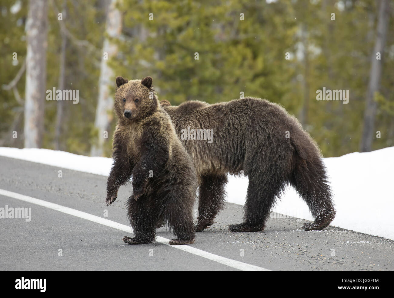 Bear cub and mother crossing road in Yellowstone Stock Photo Alamy