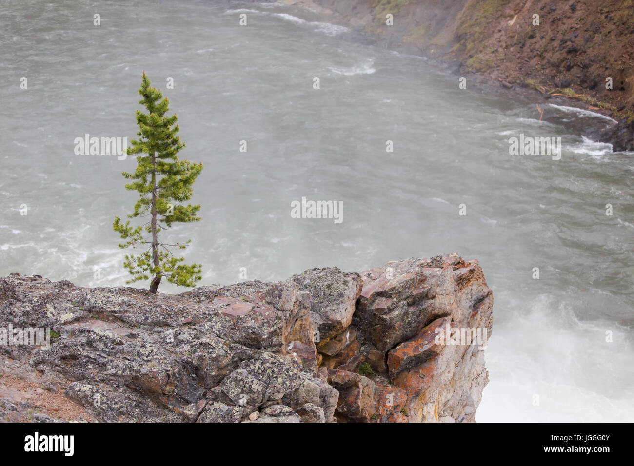 Small pine tree growing on a rock above the wild Yellowstone River in Grand Canyon of the Yellowstone, Yellowstone National Park Stock Photo