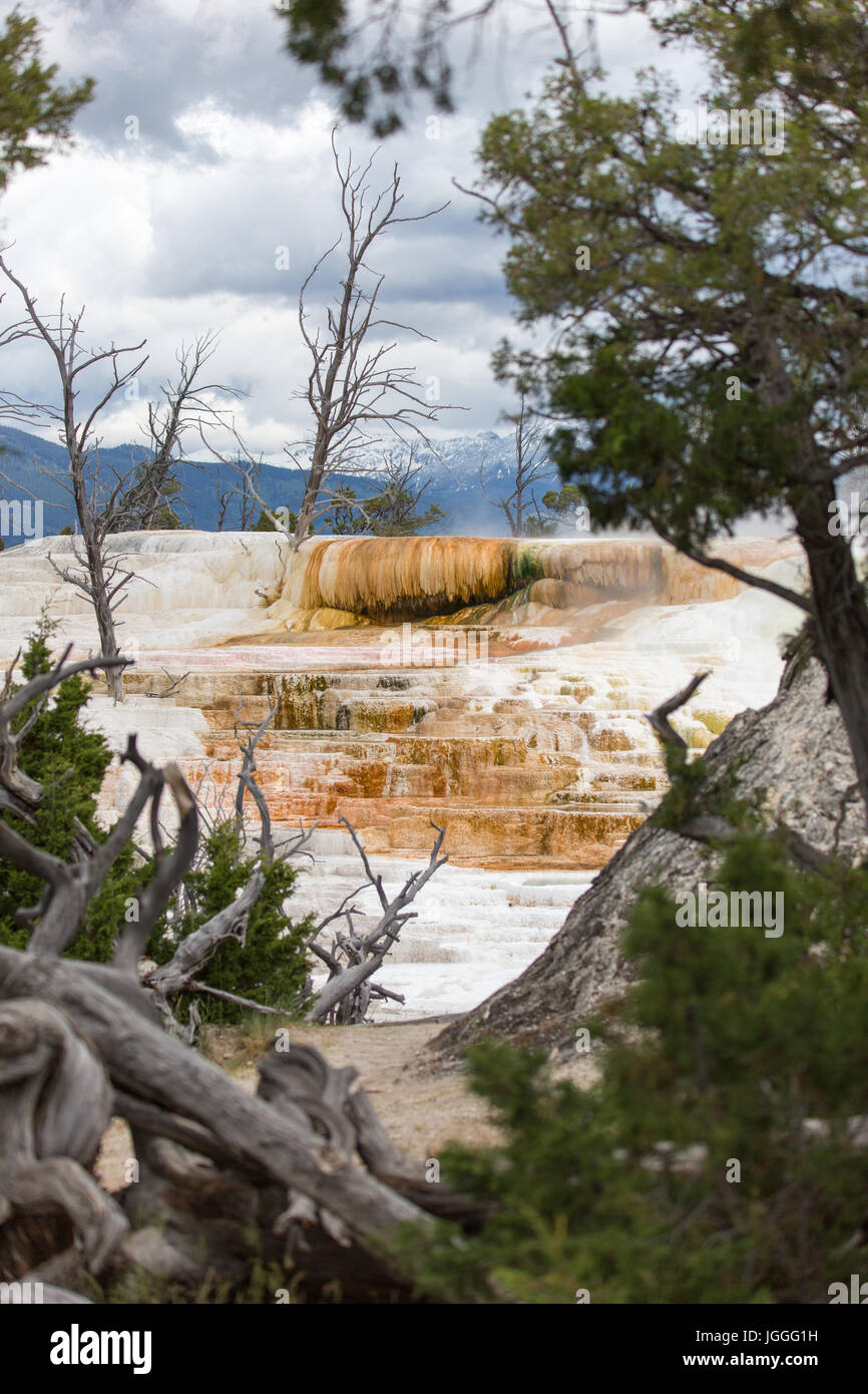 White Elephant Back Terrace at Mammoth Hot Springs in Yellowstone National Park Stock Photo