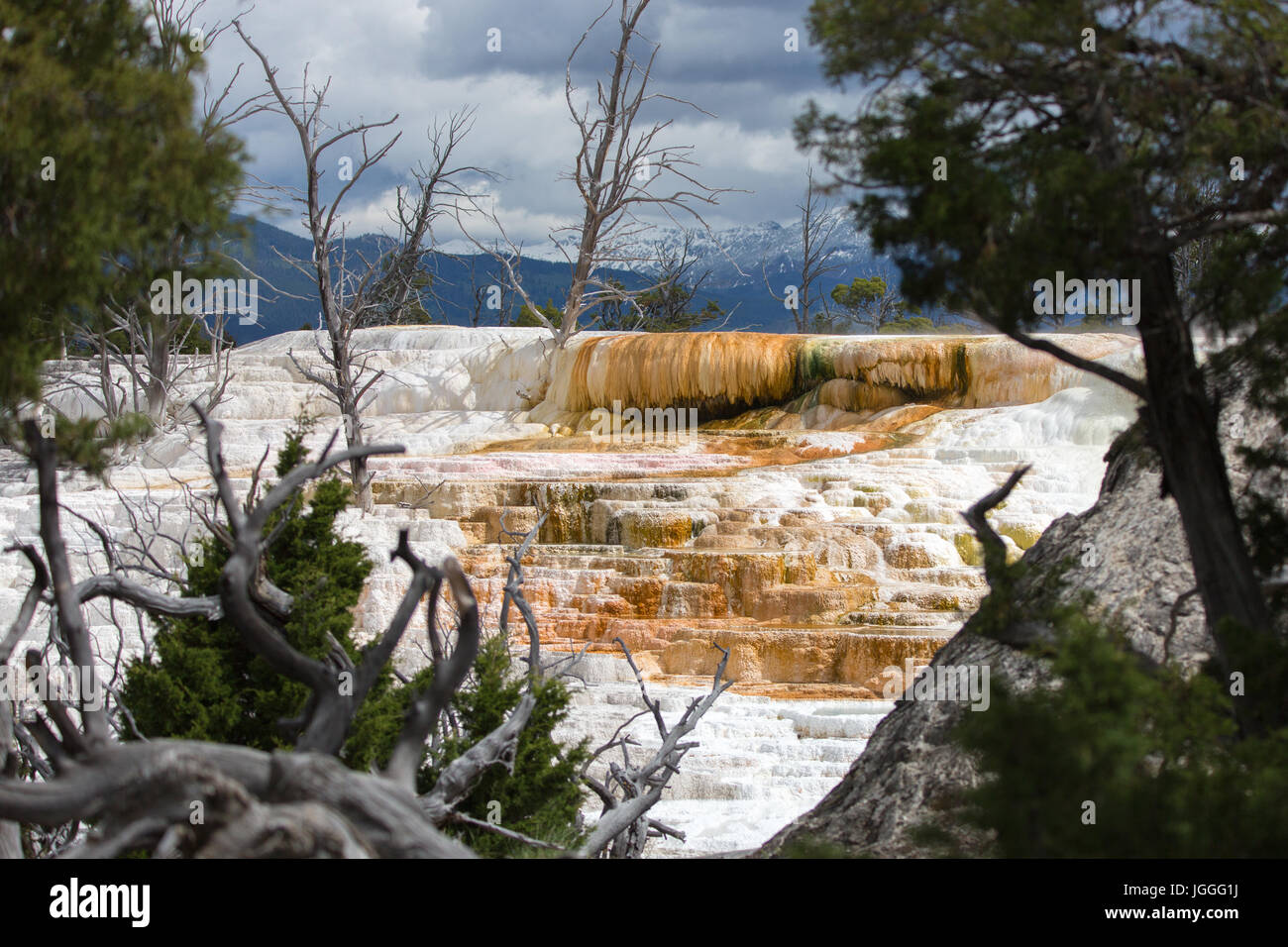 White Elephant Back Terrace at Mammoth Hot Springs in Yellowstone National Park Stock Photo
