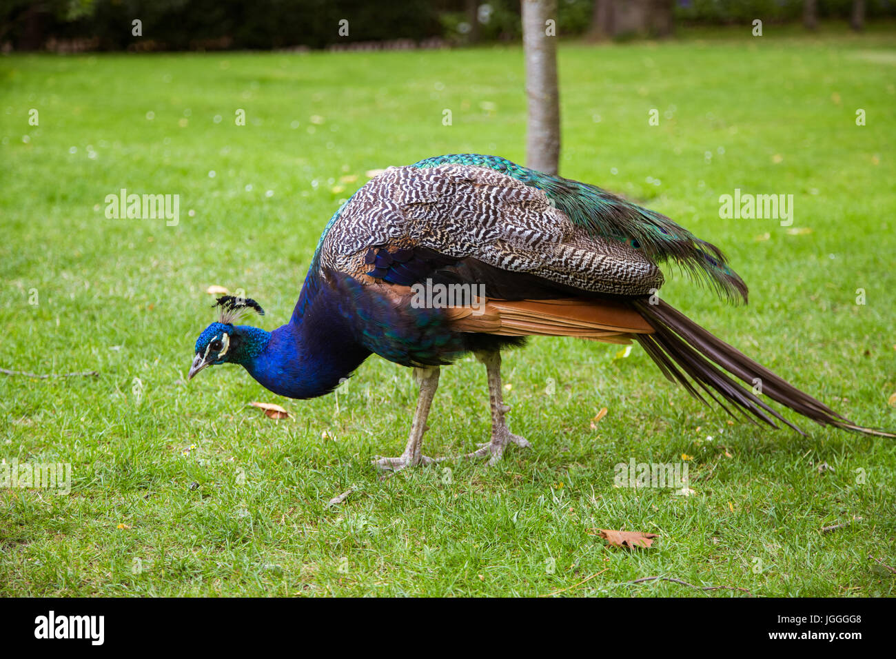 A beautiful peacock in the park Stock Photo - Alamy