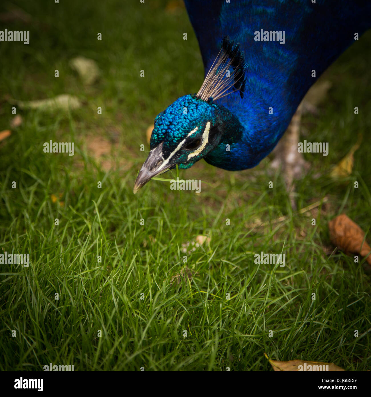A beautiful peacock in the park Stock Photo - Alamy