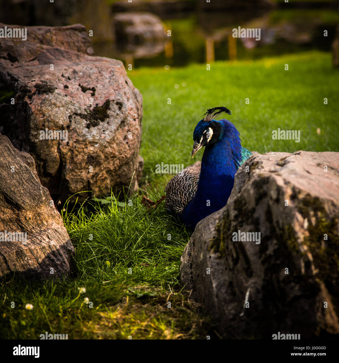 A beautiful peacock in the park Stock Photo - Alamy