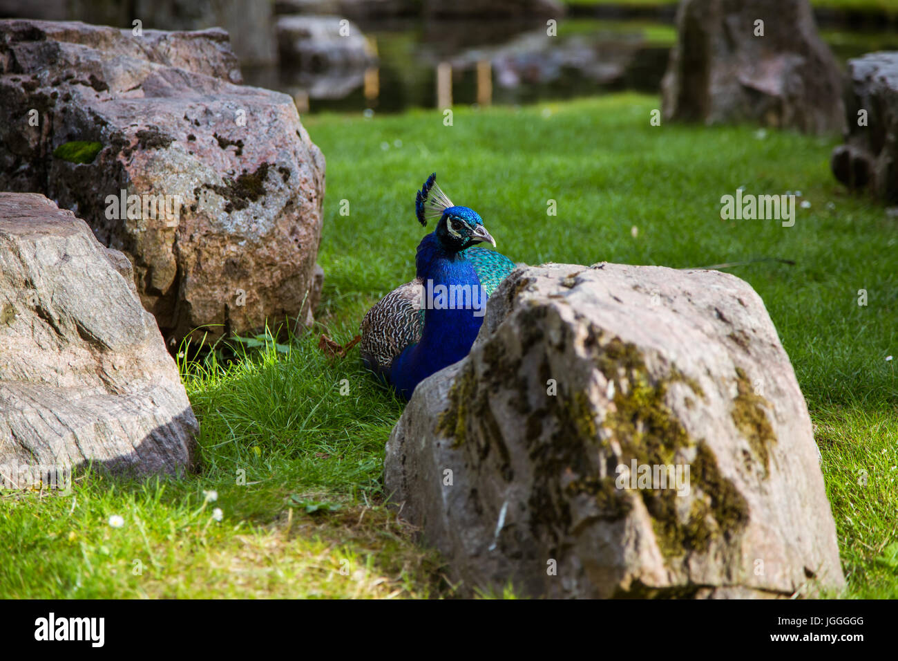 A beautiful peacock in the park Stock Photo - Alamy