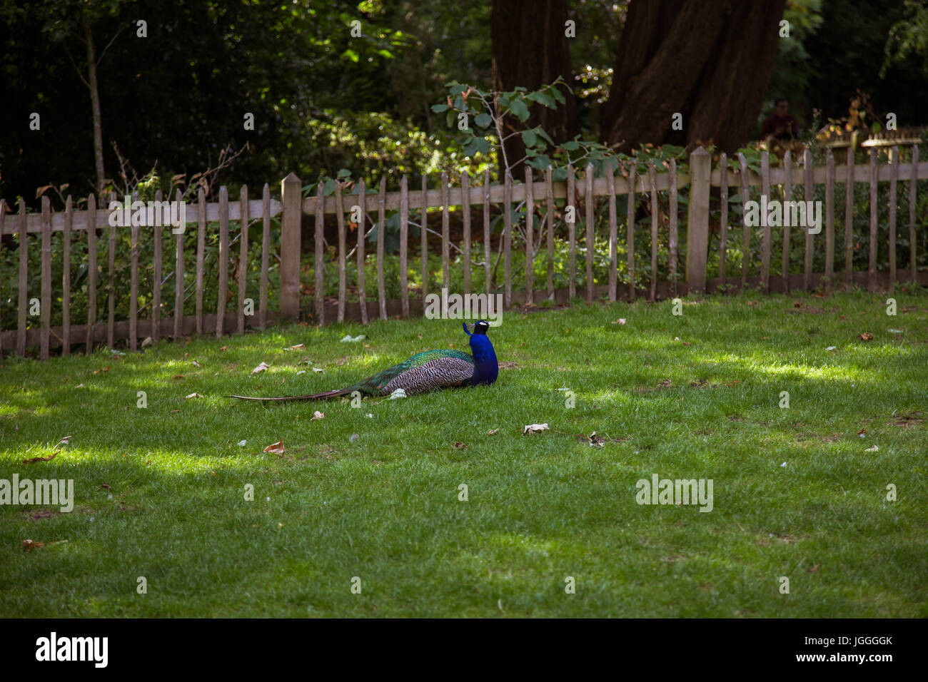 A beautiful peacock in the park Stock Photo Alamy