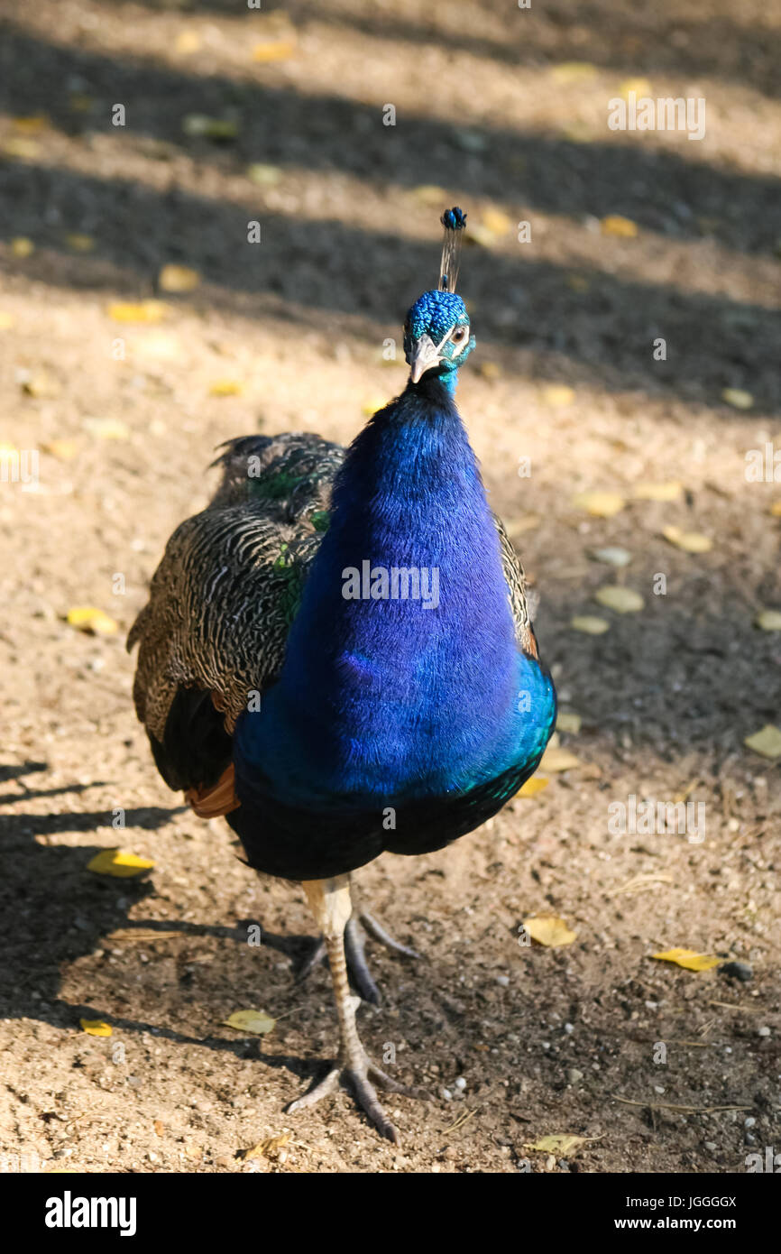 A beautiful peacock in the park Stock Photo Alamy
