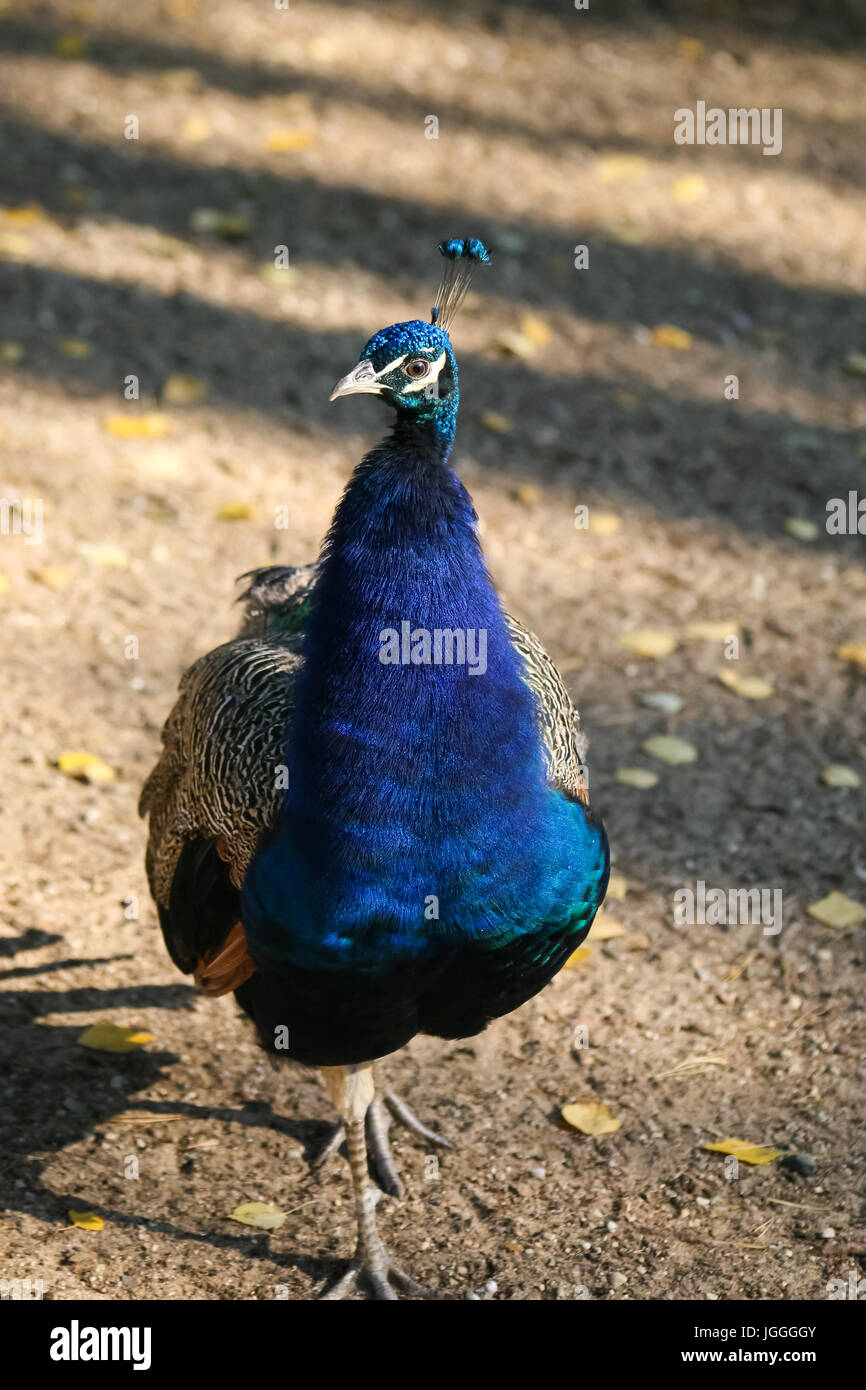 A beautiful peacock in the park Stock Photo - Alamy